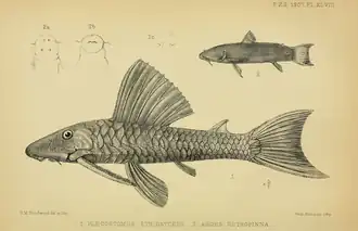Astroblepus retropinnus