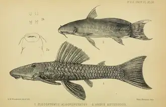 Astroblepus heterodon