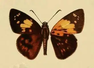 Celaenorrhinus nigropunctata