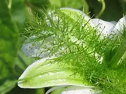 Stekelige schutbladeren, die de bloem omgeven