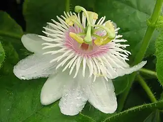 Passiflora foetida