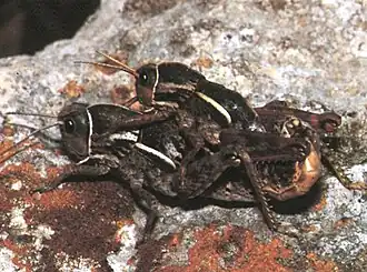 Pamphagus ortolaniae