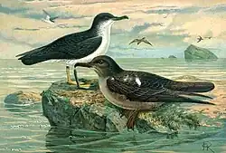 Puffinus puffinus (links) en Puffinus griseus (rechts) (1905), Naumann, Naturgeschichte der Vögel Mitteleuropas