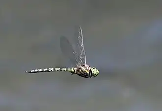 Pinheyschna subpupillata