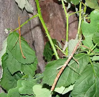 Hermagoras haematomus