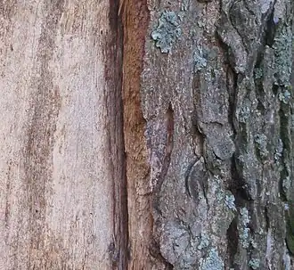 afstervende bast van witte paardenkastanje