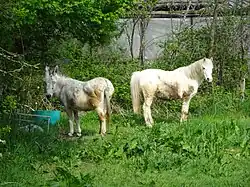 Witte pony en ezel
