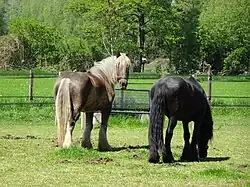 Paarden Rafelderseweg