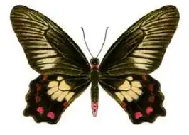 Pachliopta polydorus