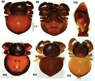 Pachyballus transversus