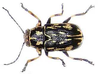 Pachybrachis hippophaes