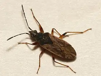 Pachybrachius fracticollis