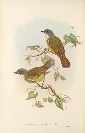 Groene struikvliegenvanger