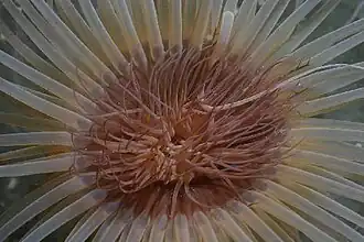 Pachycerianthus fimbriatus