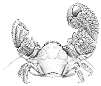 Pachycheles monilifer