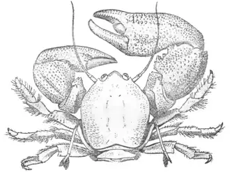 Pachycheles stevensii
