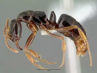 Pachycondyla ambigua