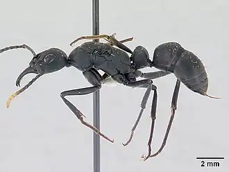 Pachycondyla apicalis