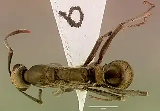 Pachycondyla berthoudi