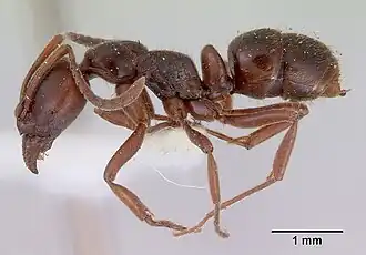 Pachycondyla castanea