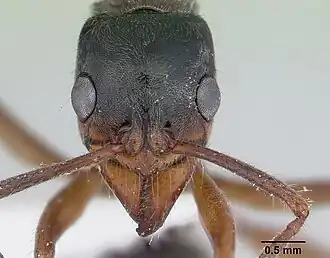 Pachycondyla cavinodis