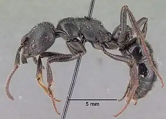 Pachycondyla comorensis