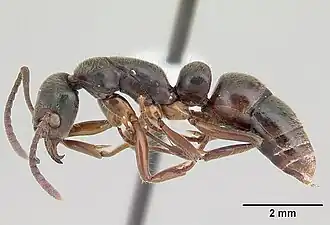 Pachycondyla crenata