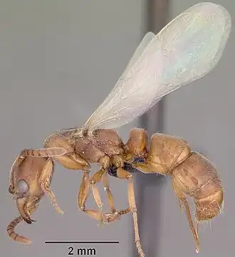 Pachycondyla darwinii