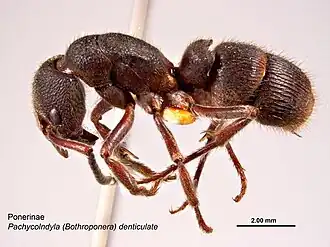 Pachycondyla denticulata