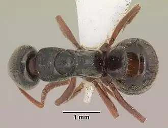 Pachycondyla fossigera