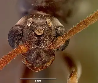 Pachycondyla hottentota