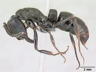 Pachycondyla impressa