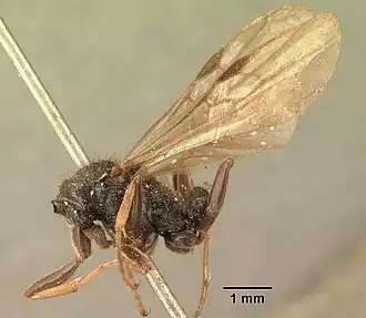 Pachycondyla jonesii
