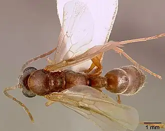 Pachycondyla kruegeri