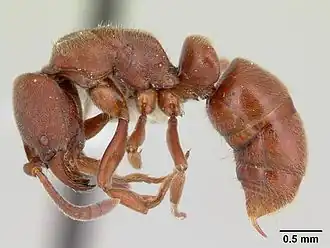 Pachycondyla lunaris