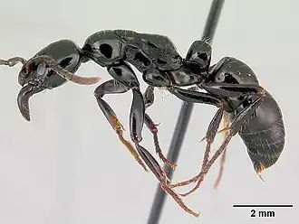 Pachycondyla marginata