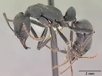 Pachycondyla obscuricornis