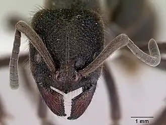 Pachycondyla oculata