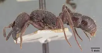 Pachycondyla perroti