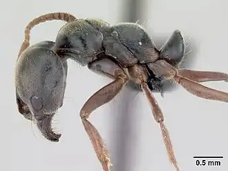 Pachycondyla sennaarensis