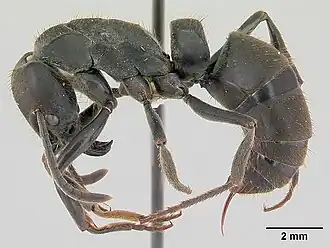 Pachycondyla striata