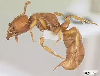 Pachycondyla suspecta