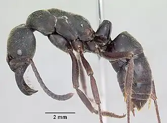 Pachycondyla tarsata