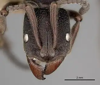 Pachycondyla tridentata