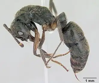 Pachycondyla unidentata