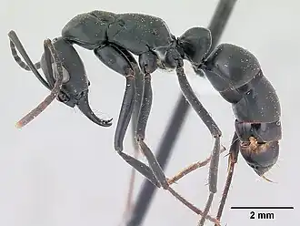 Pachycondyla verenae