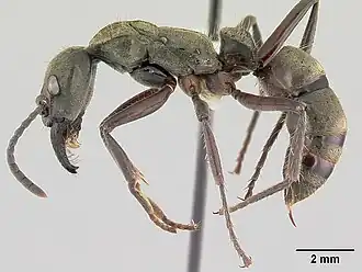 Pachycondyla villosa