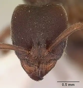 Pachycondyla wroughtonii