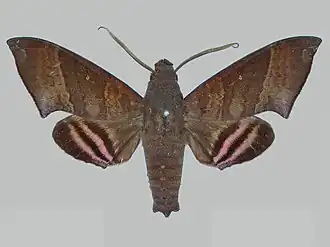 Pachygonidia drucei