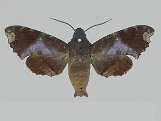 Pachygonidia ribbei